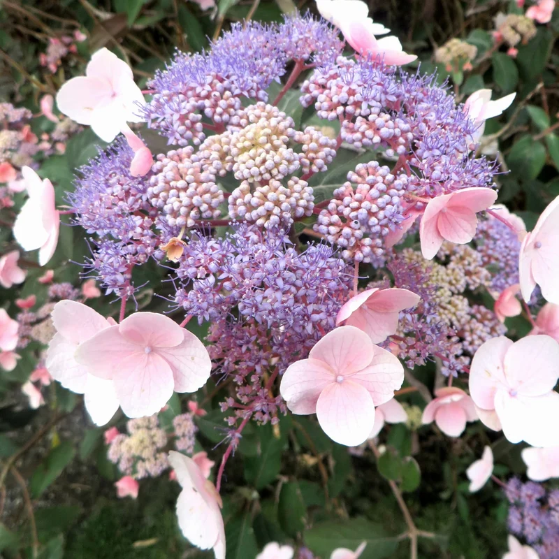 Samthortensie 'Hot Chocolate'