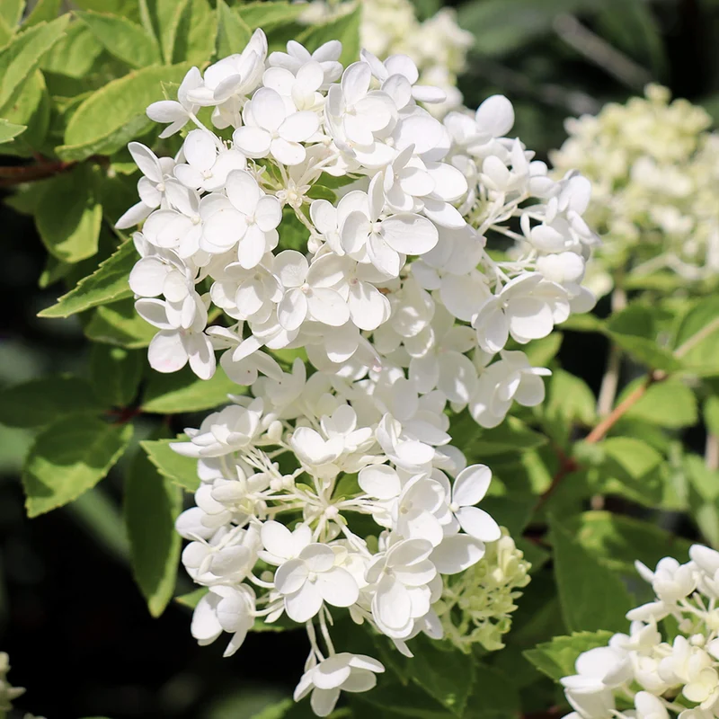 Rispenhortensie 'Grandiflora'