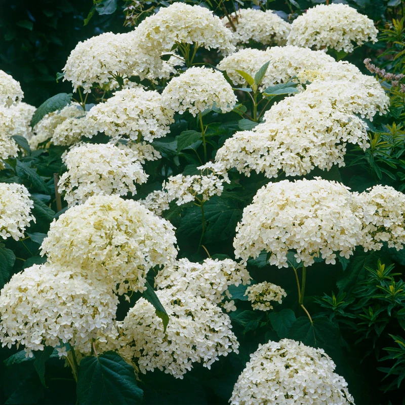 Rispenhortensie 'Grandiflora'