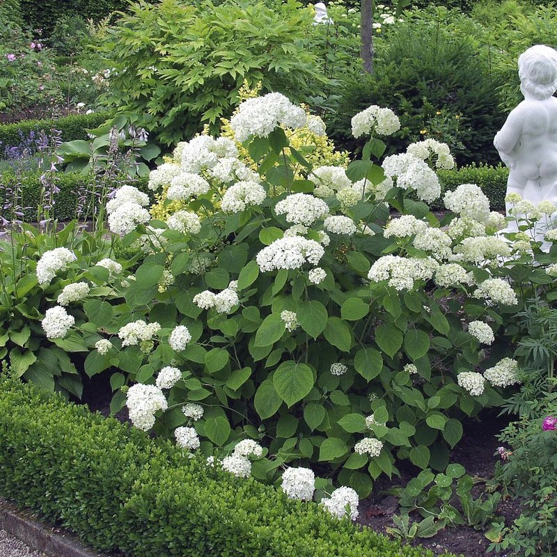Rispenhortensie 'Grandiflora'
