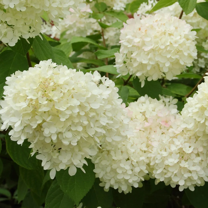 Rispenhortensie 'Grandiflora'