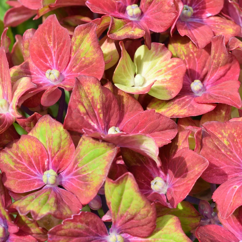 Bauernhortensie 'Glam Rock'