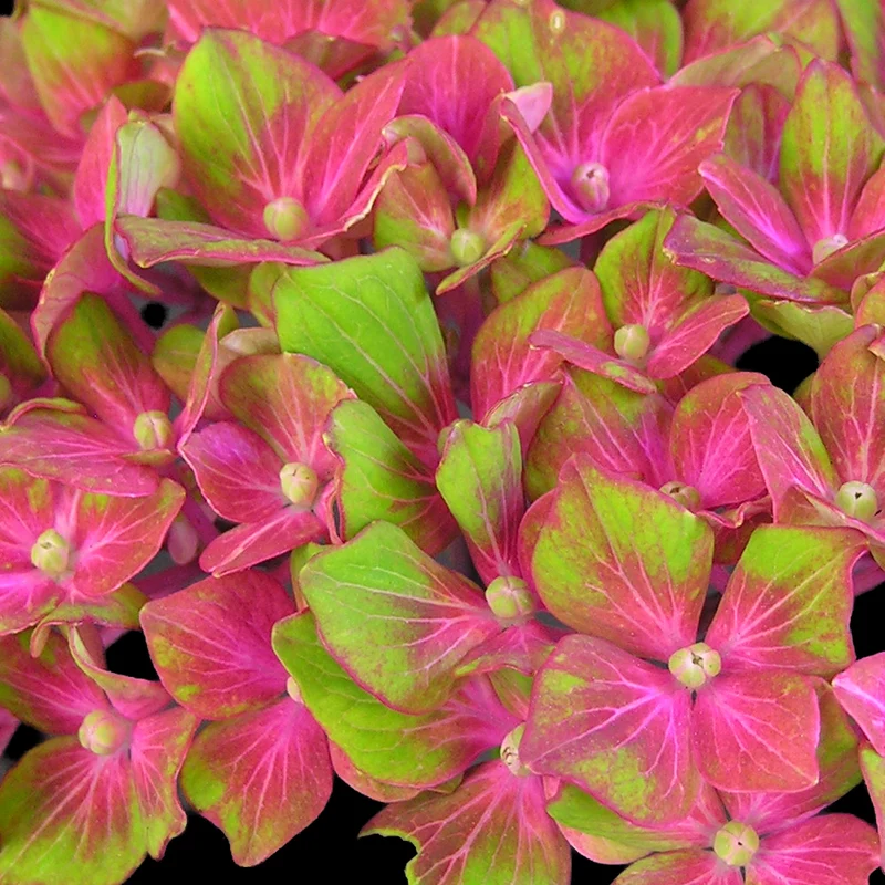 Bauernhortensie 'Glam Rock'