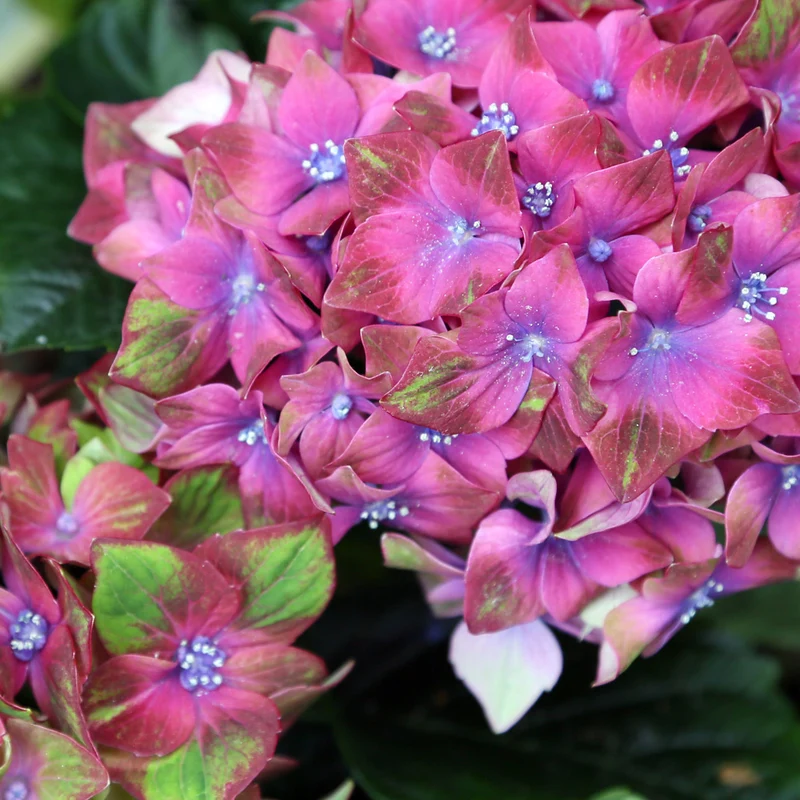 Bauernhortensie 'Glam Rock'
