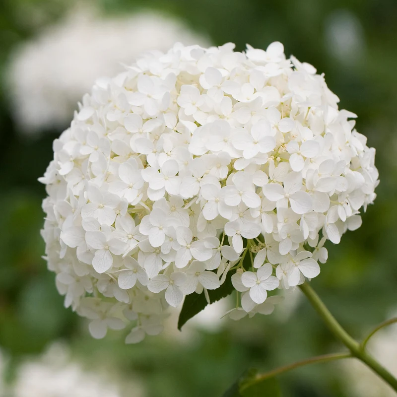 Ballhortensie 'Annabelle'