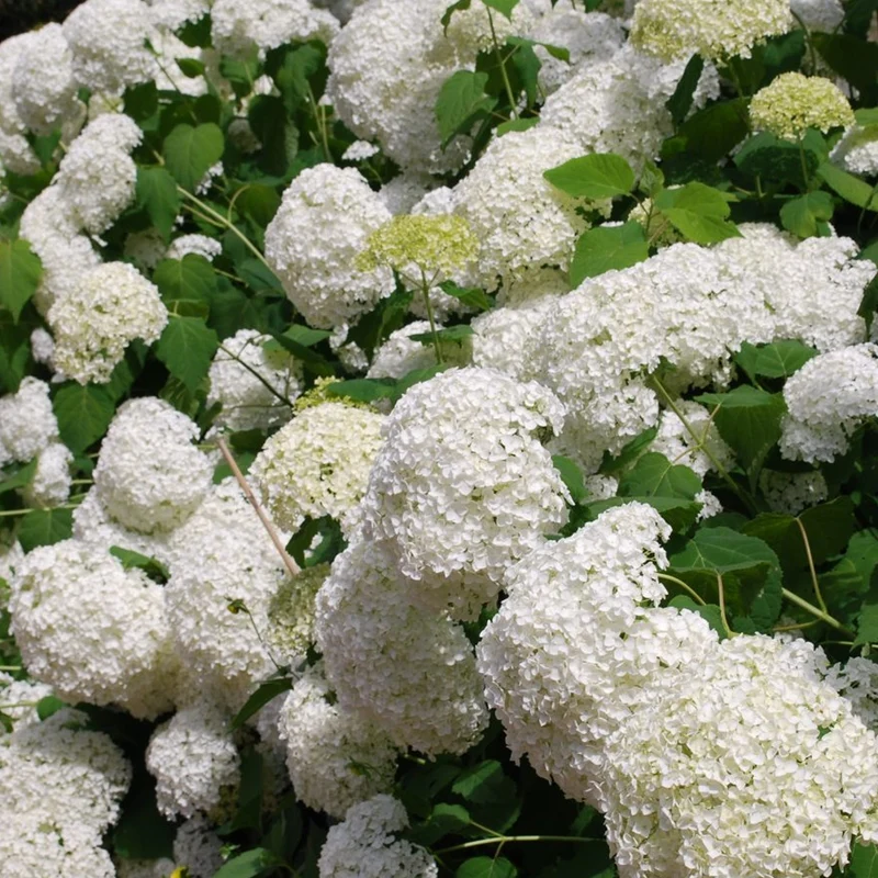 Ballhortensie 'Annabelle'