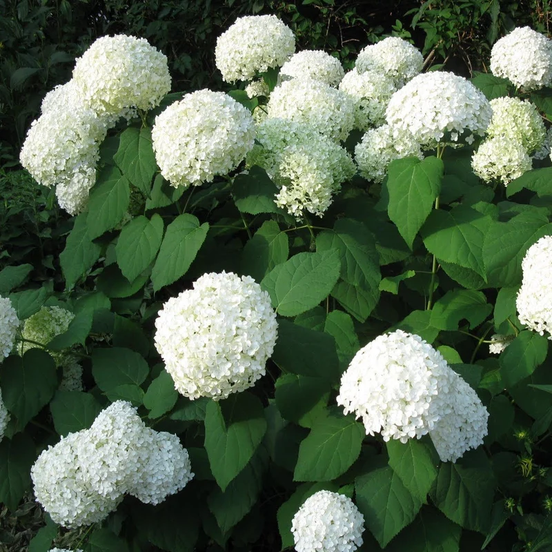 Ballhortensie 'Annabelle'