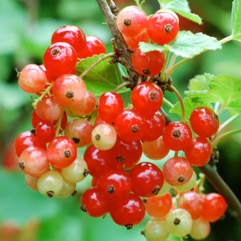 Rote Johannisbeere 'Rondom'