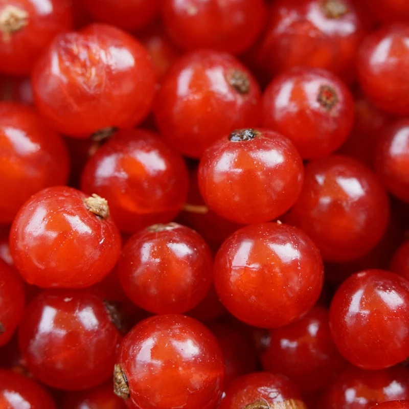 Rote Johannisbeere 'Rondom'