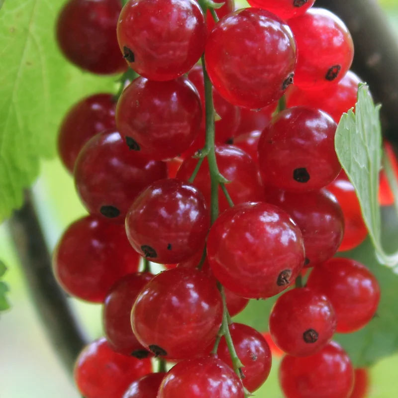 Rote Johannisbeere 'Rondom'