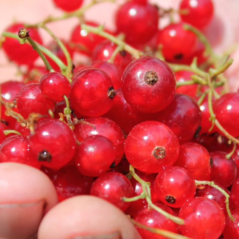 Rote Johannisbeere 'Rondom'