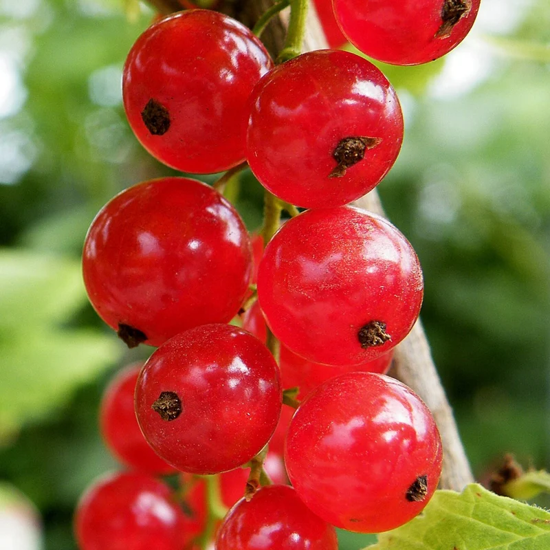 Rote Johannisbeere 'Rolan'