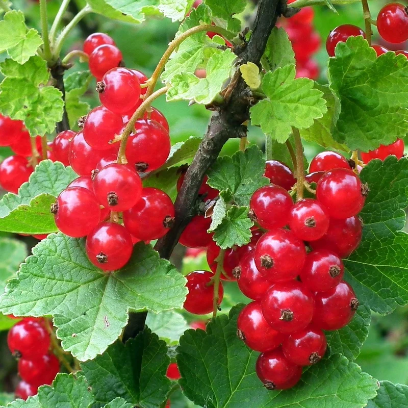 Rote Johannisbeere 'Rolan'