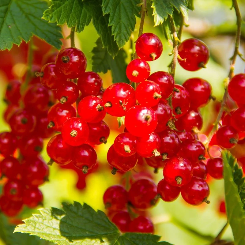 Rote Johannisbeere 'Rolan'