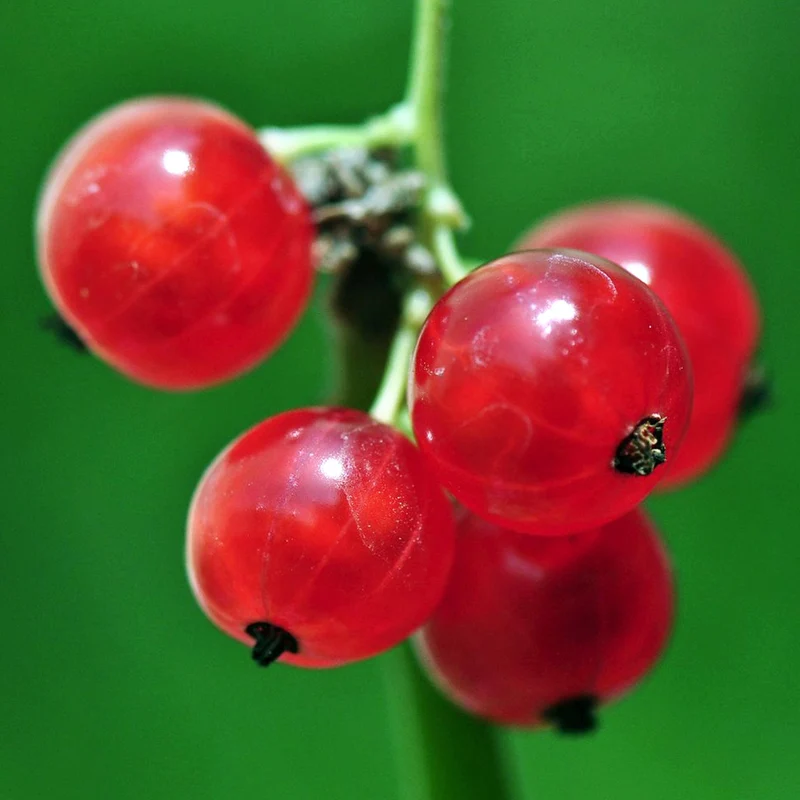Rote Johannisbeere 'Rolan'
