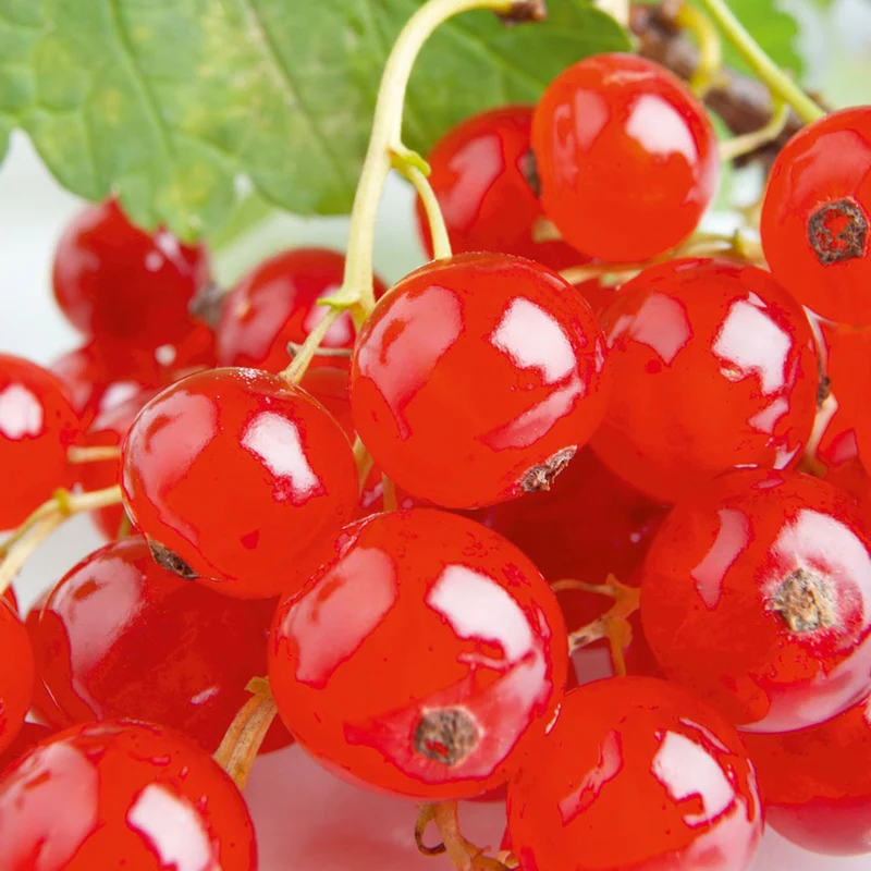 Rote Johannisbeere 'Laxton's Number One'