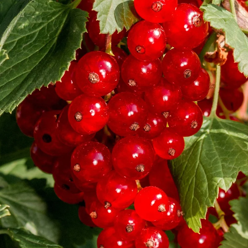 Rote Johannisbeere 'Laxton's Number One'