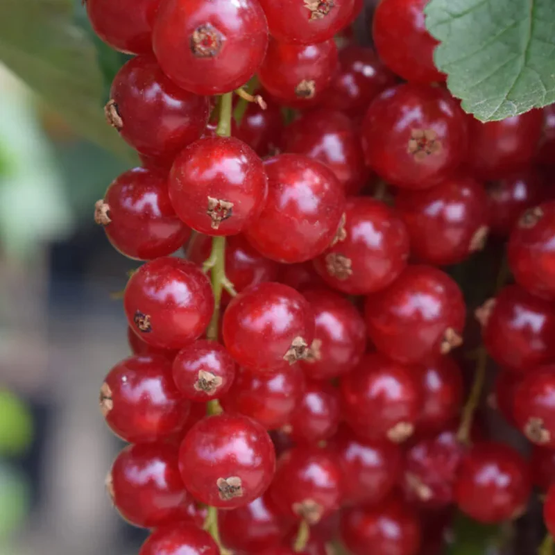 Rote Johannisbeere 'Laxton's Number One'