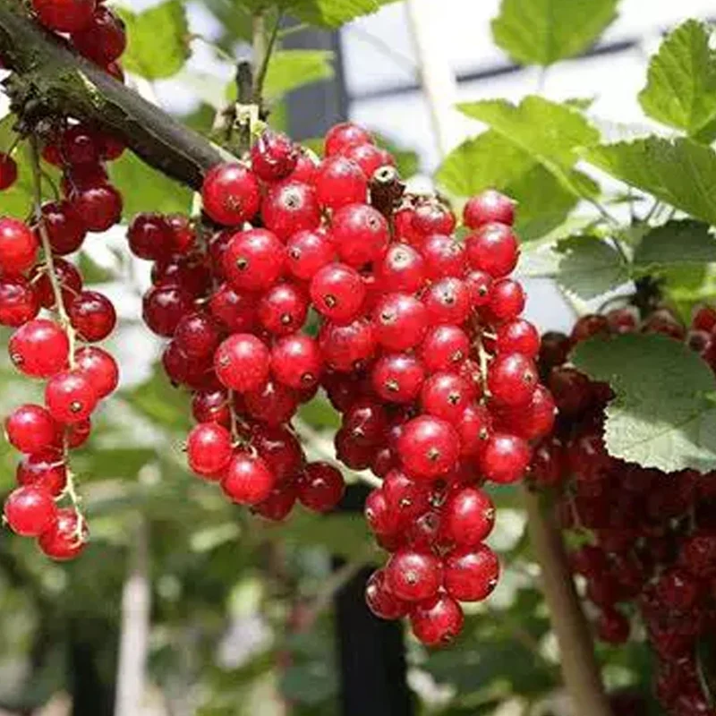 Rote Johannisbeere 'Laxton's Number One'