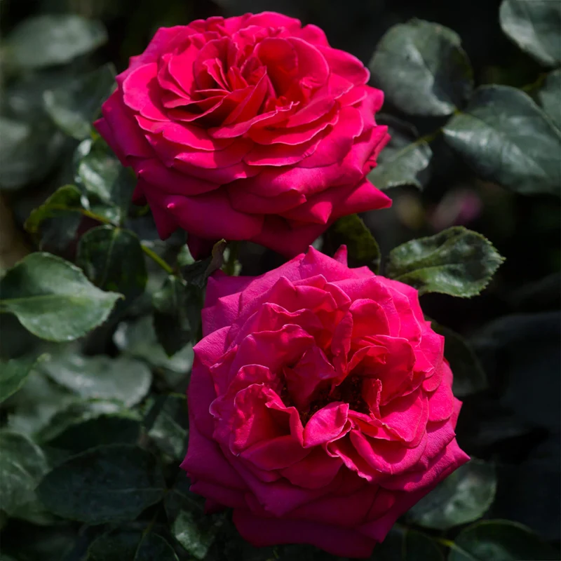 Rote Rose