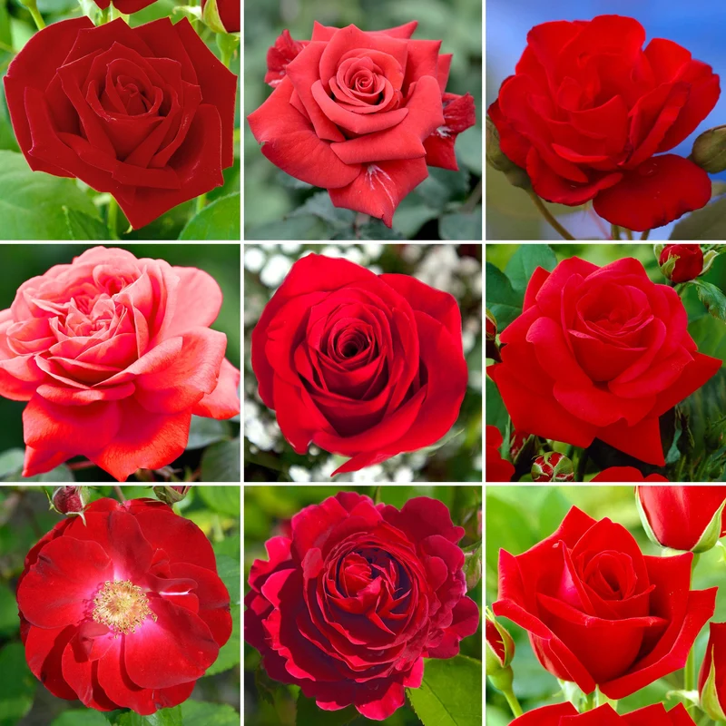 Rote Rose
