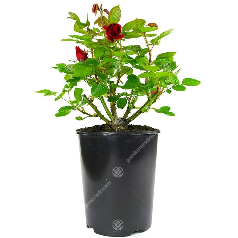 Rote Rose