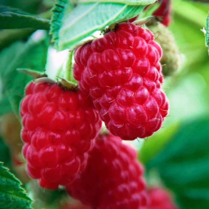 Himbeere 'Summer Chef'
