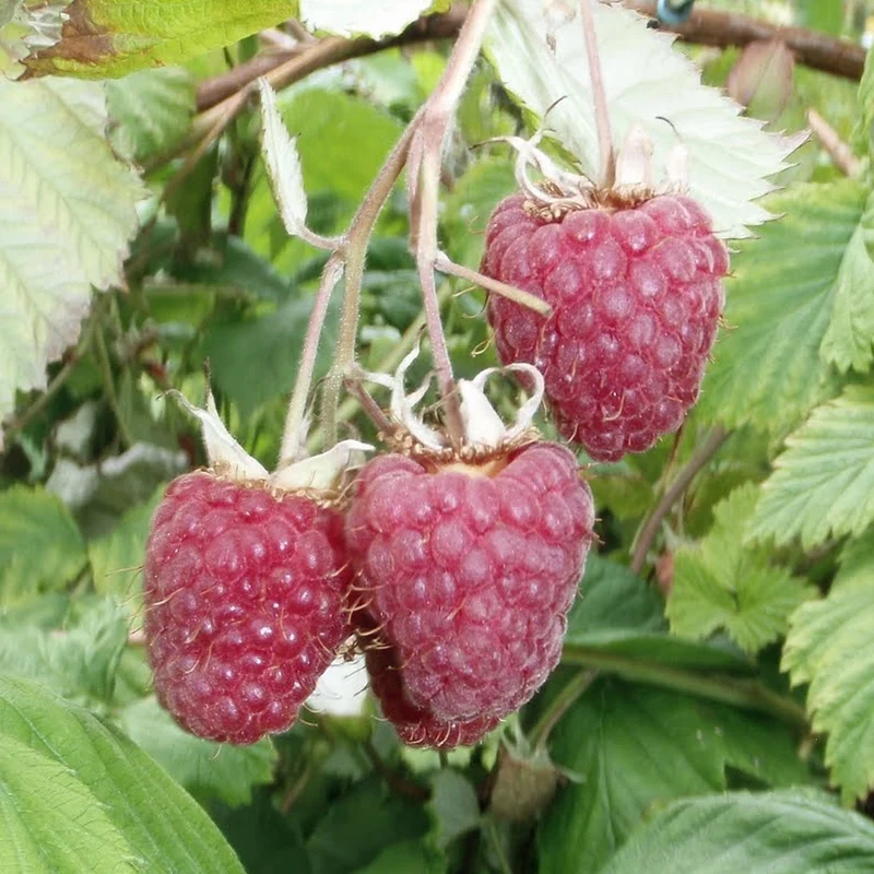 Himbeere 'Summer Chef'