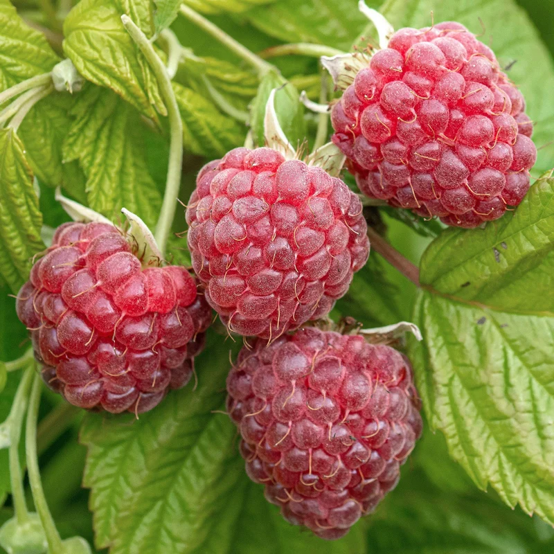 Himbeere 'Malling Promise'