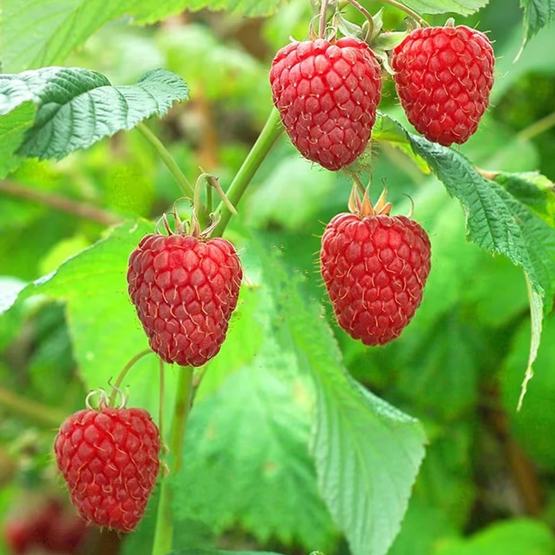 Himbeere 'Malling Promise'