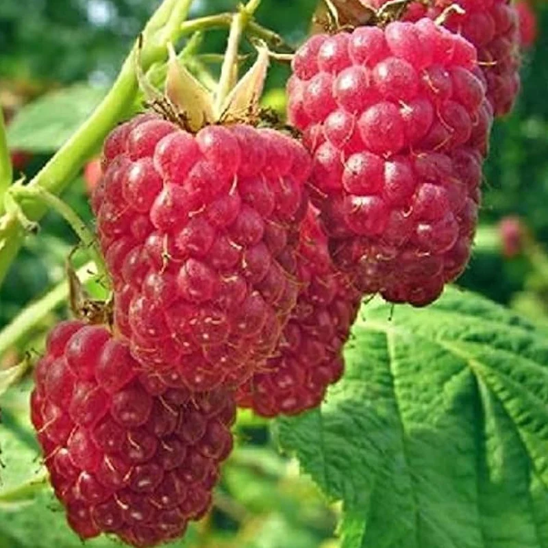 Himbeere 'Malling Promise'