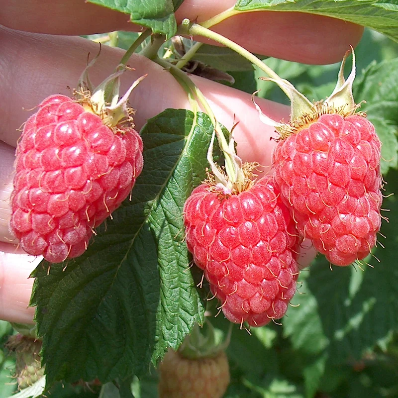 Himbeere 'Malling Promise'