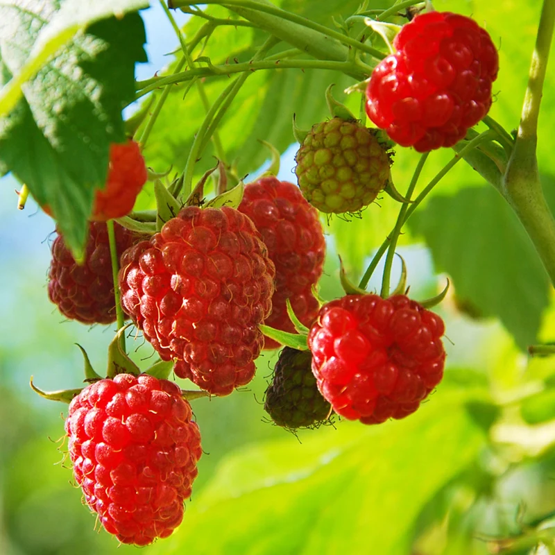 Himbeere 'Malling Promise'