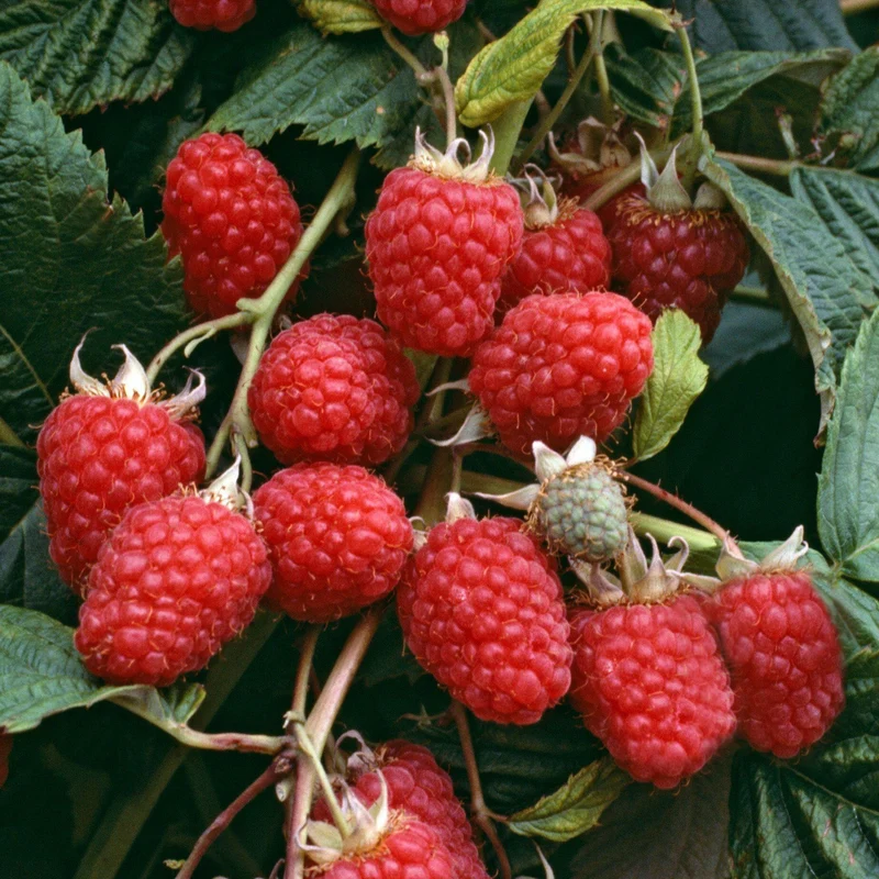 Himbeere 'Malling Jewel'