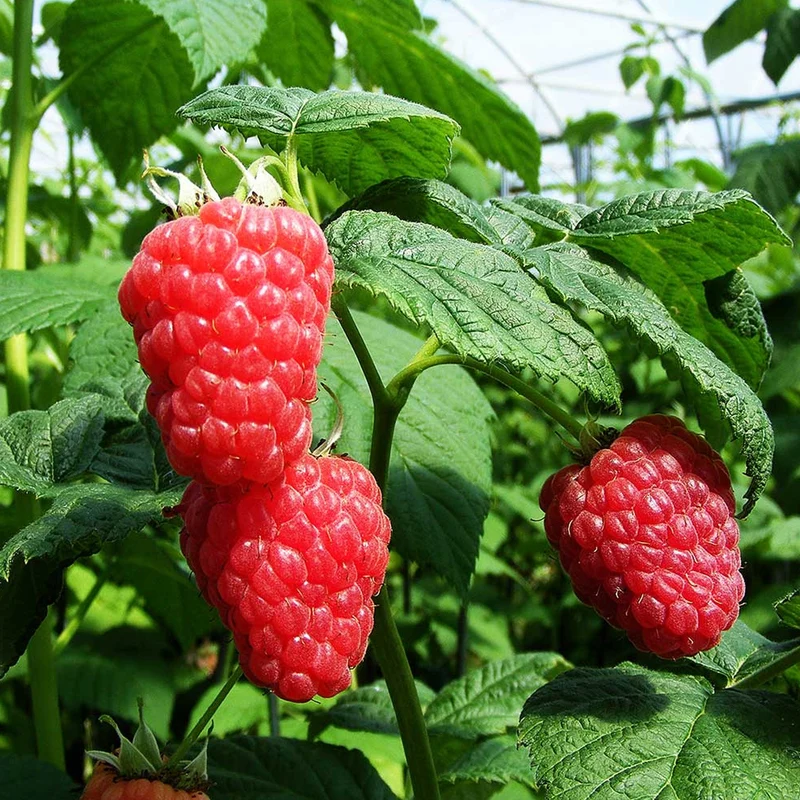 Himbeere 'Malling Jewel'