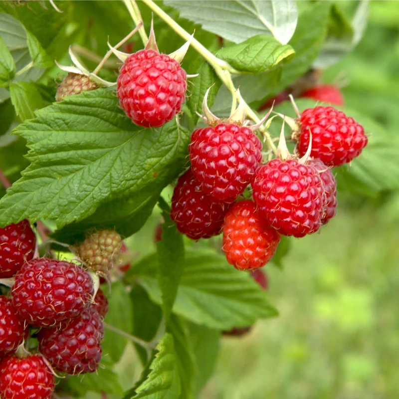 Himbeere 'Malling Jewel'
