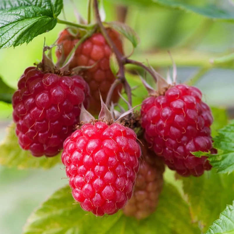 Himbeere 'Malling Jewel'