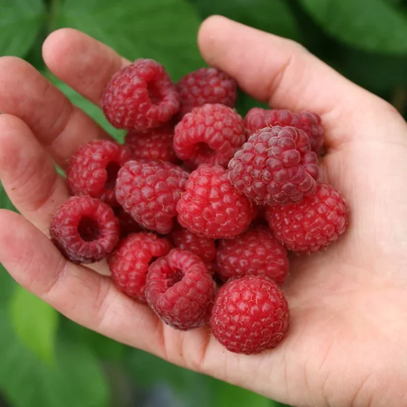 Himbeere 'Malling Jewel'