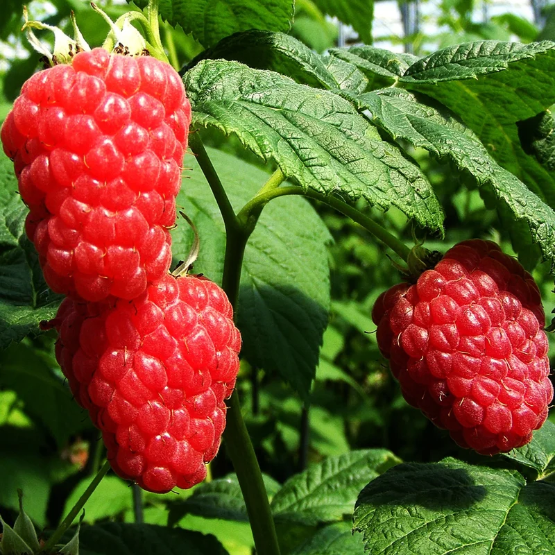 Himbeere 'Malling Admiral'