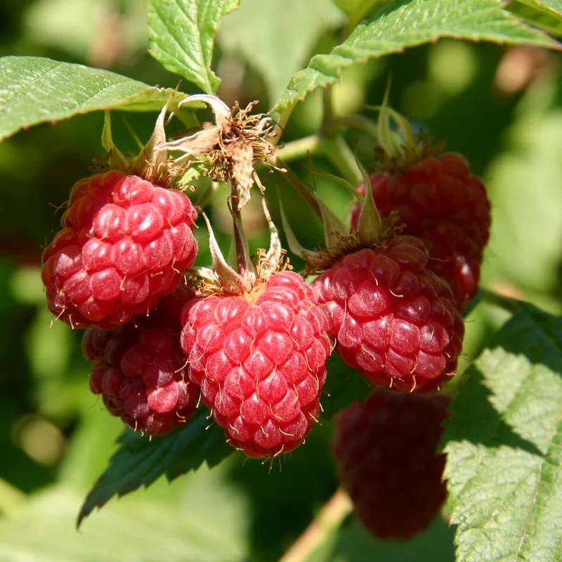 Himbeere 'Malling Admiral'