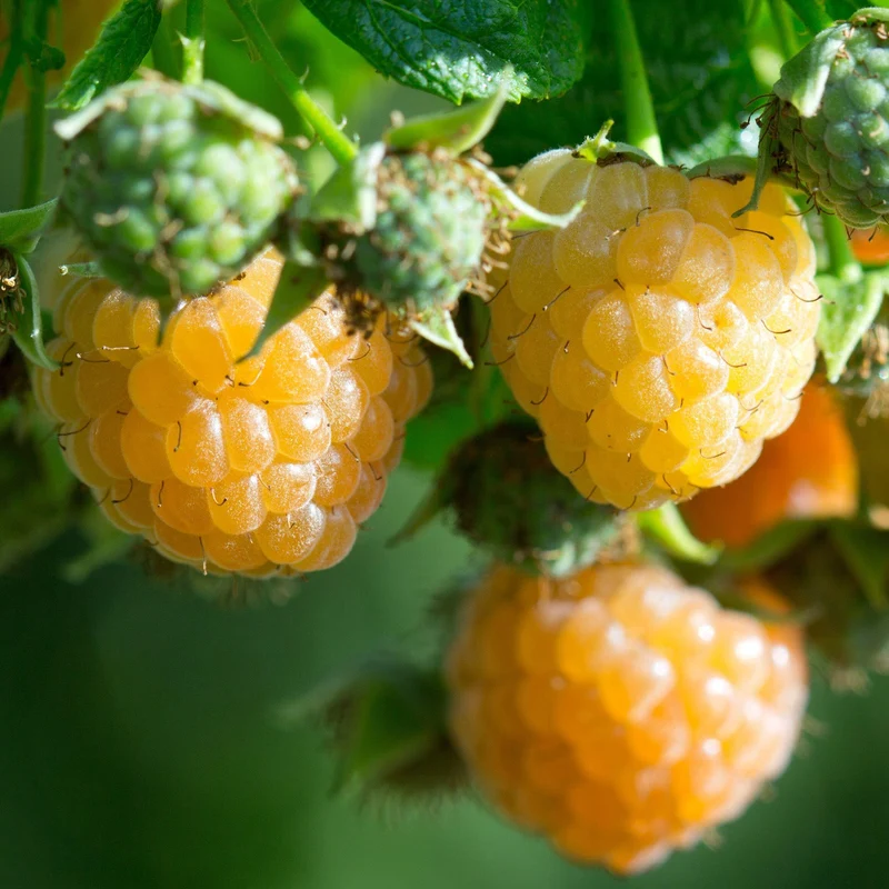 Himbeere 'Lowberry Good As Gold'