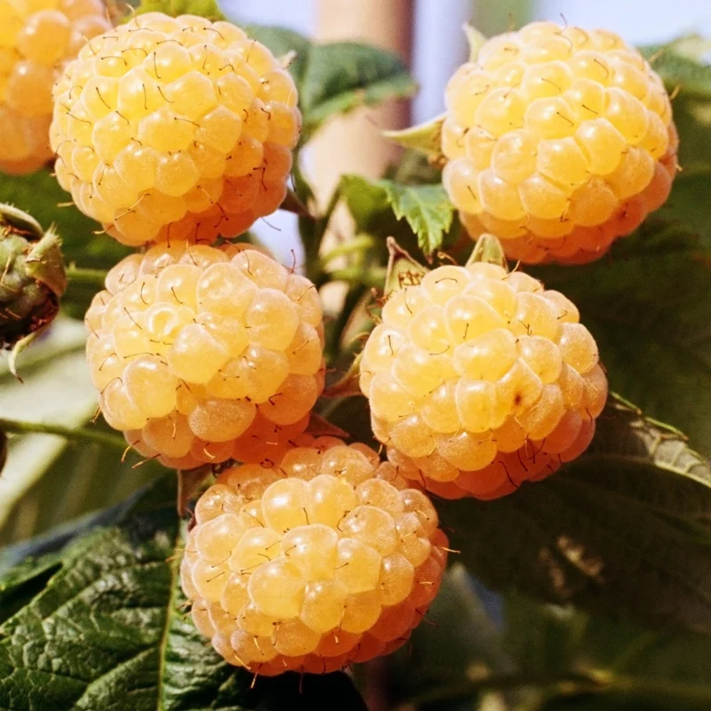 Himbeere 'Lowberry Good As Gold'