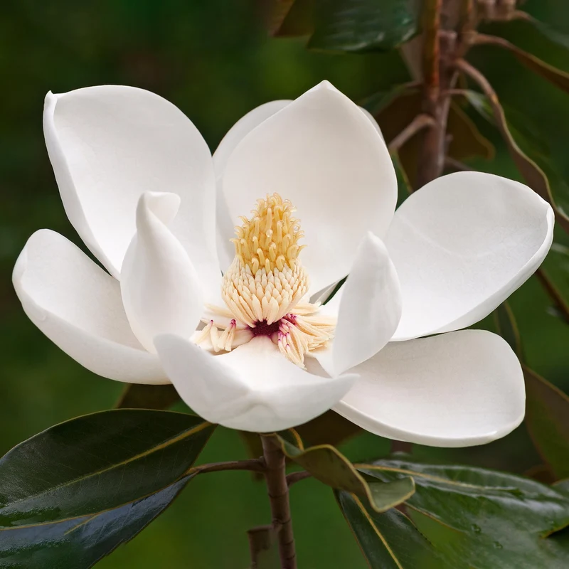 Magnolie 'Fairy White'