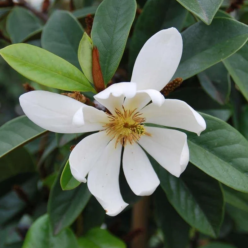 Magnolie 'Fairy White'