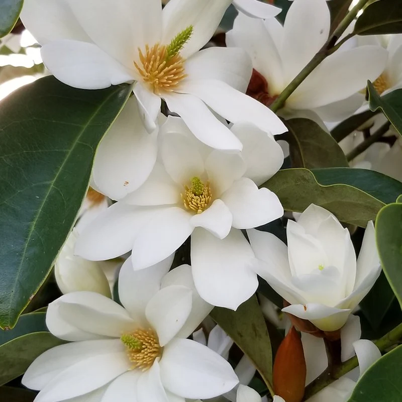 Magnolie 'Fairy White'