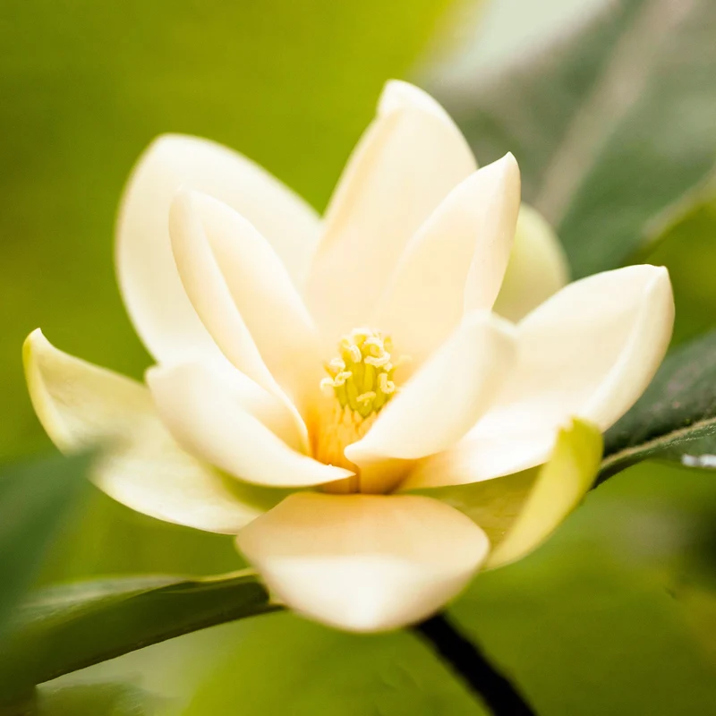 Magnolie 'Fairy Cream'