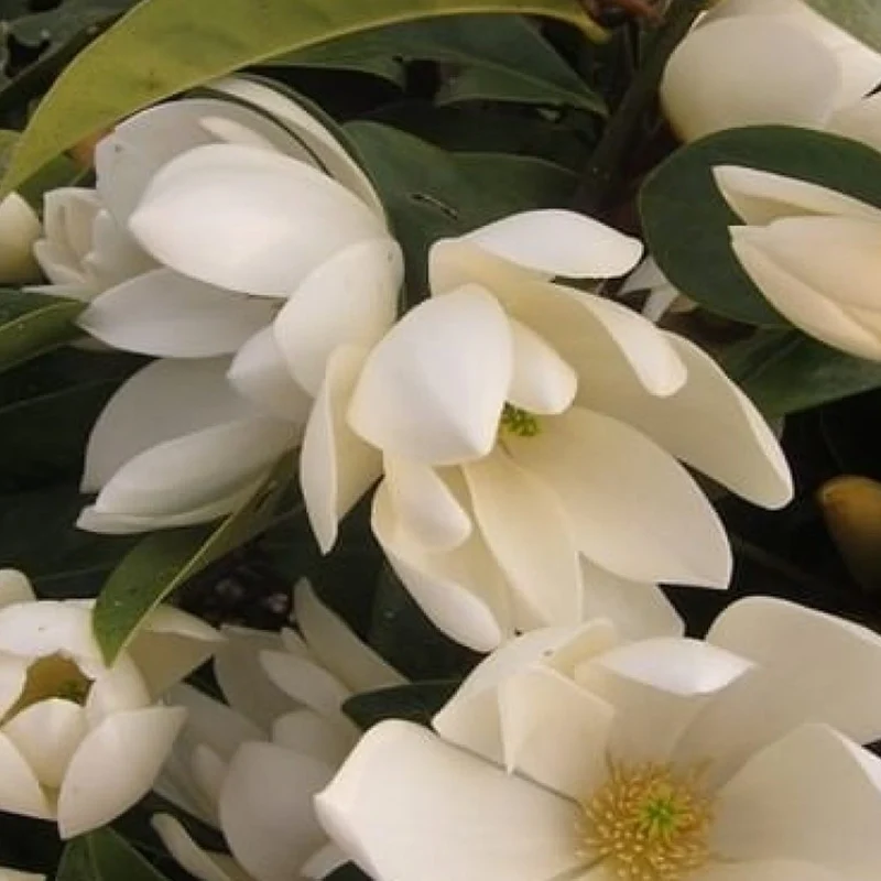 Magnolie 'Fairy Cream'