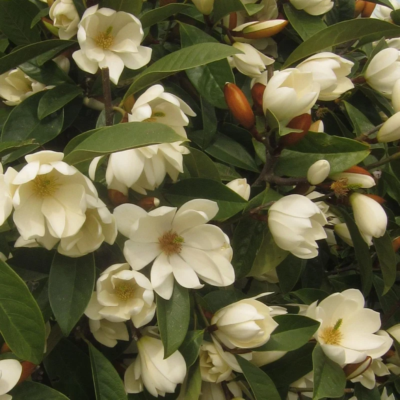 Magnolie 'Fairy Cream'