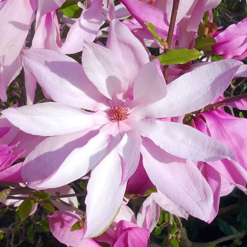 Magnolie 'Betty'