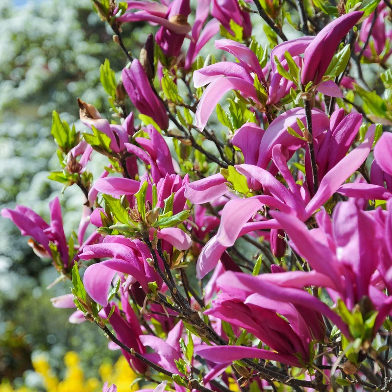 Magnolie 'Betty'